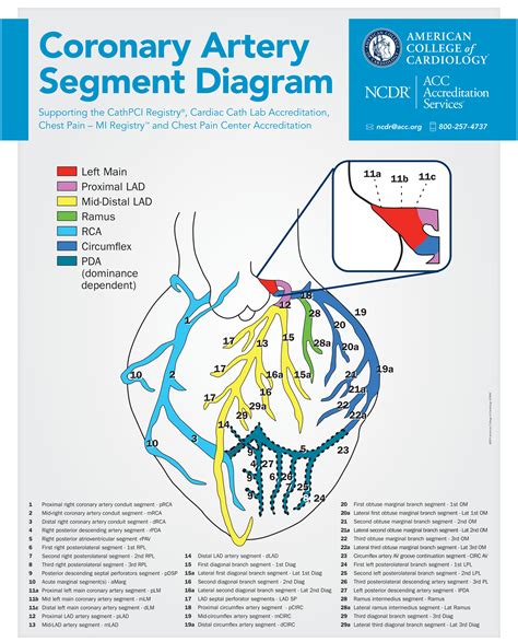 ncdr coronary artery segment diagram